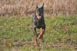 Breizh Ourasi des Chasseurs d'Ombre