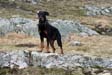 Breizh Ourasi des Chasseurs d'Ombre (16 mois)